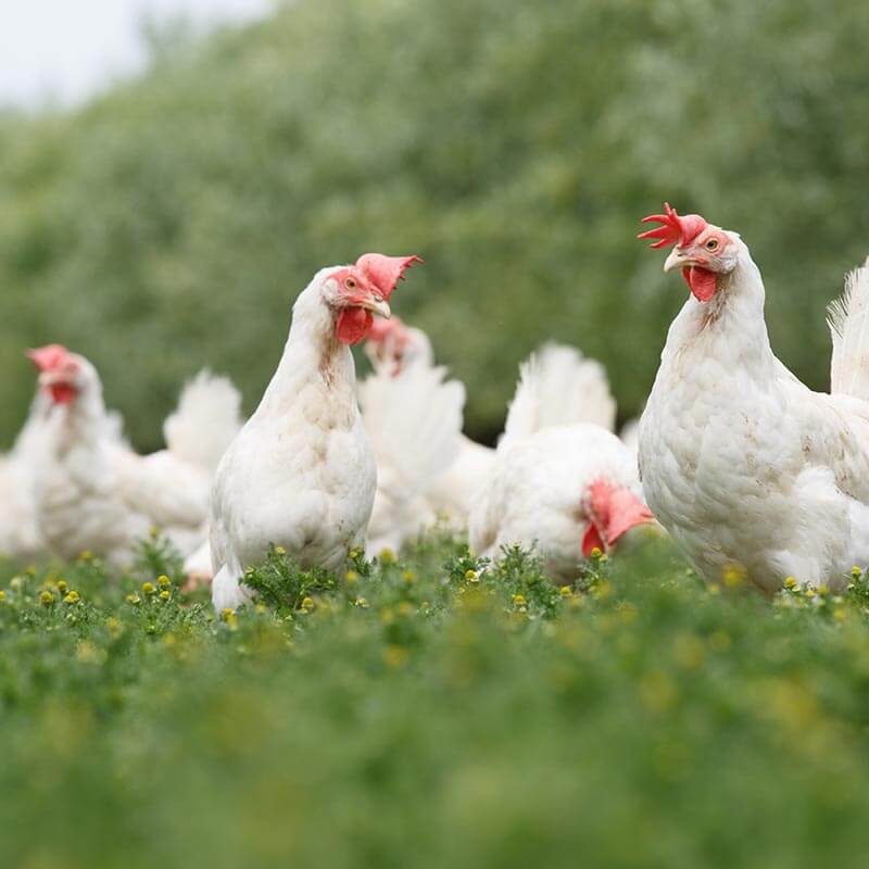 De kippen van boerderij Eibaar in het weiland