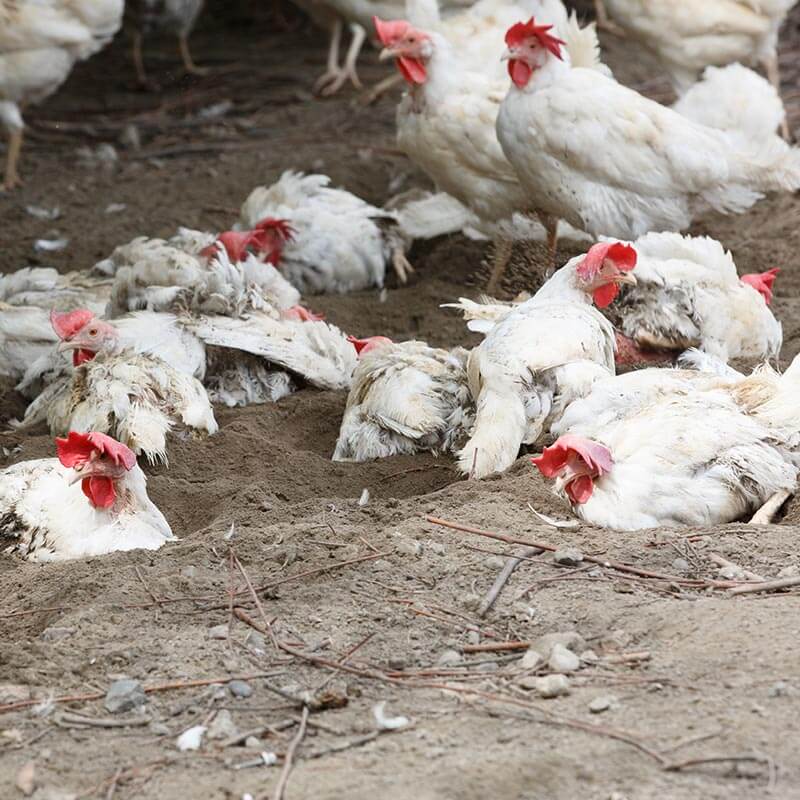 Op het erf van boerderij Eibaar