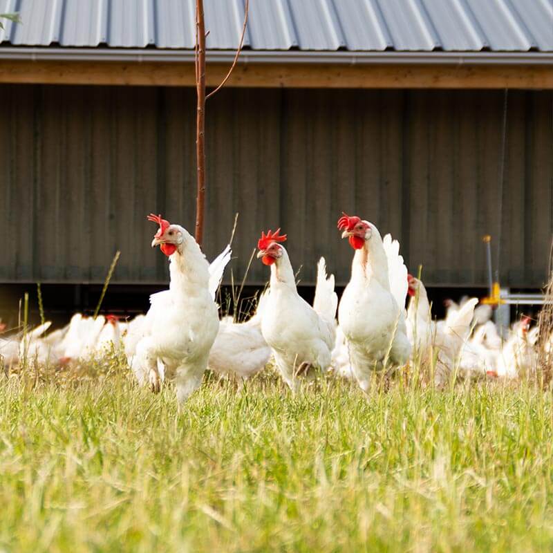Kippen bij het hek van boerderij Eibaar